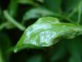 Citrus Leaf Miner _2 